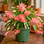 4 Christmas Cactus Plants Live, 5-9 Inch Tall (Salmon)