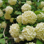 Set 4 Japanese Snowball Viburnum Bush Plants Live Bare Roots, Hardy Viburnum Snowball Plant Live Bush, 12-20 Inches Tall, No Leaves