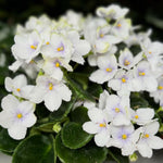 White African Violet Plant Live, 4 Inch Pot, Indoor Flowering Plant