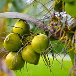 Sprouted Green Coconut Plant Tree, 6 to 8 Inc Long, Coconut Tree Live Plant