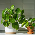 3 Money Tree Plants Live, Pilea Peperomioides Live Plants, 5 to 7 Inc in Height, Live Pilea Peperomioides Plants for Gardening Plant