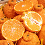 Japanese Mandarin Tree Live Plant Grafted 2-3 Feet, Fast-Growing and Bear Fruit for Citrus Garden Outdoor Planting Zones 9-11