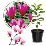 Magnolia Plant Live 6 to 12 Inches Tall, in 2.5 Inches Pot, Magnolia Tree Live Plant, Fragrant Magnolia Flowers (Ann Magnolia)