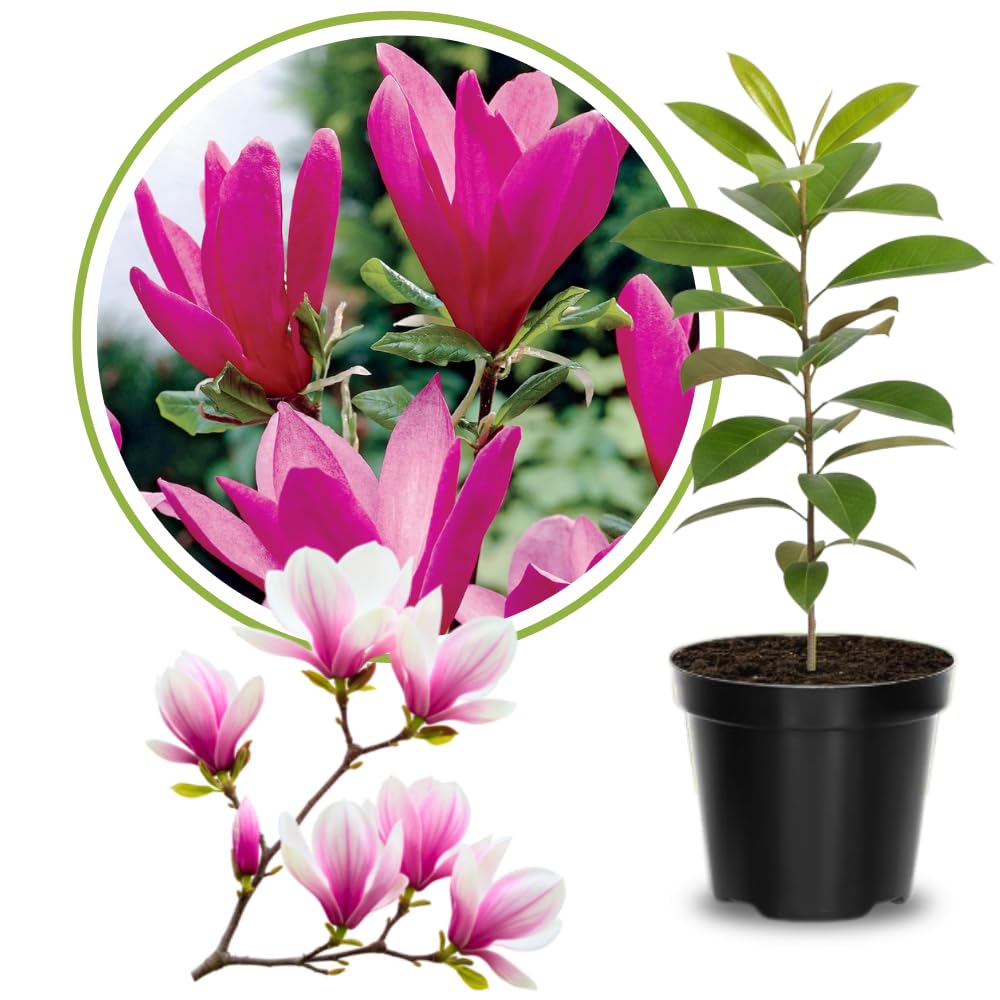 Magnolia Tree Live Plant 6-12 Inch Height, Fragrant Magnolia Plant Live to Grow, Magnolia Bush Flowers (Ann Magnolia)