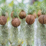 Spanish Moss Air Plant Live Tillandsia Houseplant Indoor Outdoor Planting Clump 10-12 Inch Long