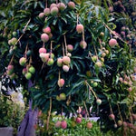 No CA, Grafted Mango Tree Live Plant, 2 Years Old Ready to Bear Fruit, 2-3 Ft Mango Plant for Spring Planting (Triple)
