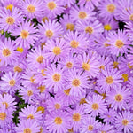Pink Aster Plants Live for Planting, 3 to 6 Inch Asters Perennial Live Plants, No Pot