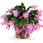 Christmas Cactus Plants Live, Flowering Thanksgiving Cactus with Vibrant Blooms, 4-7'' Tall, Easy-Care Indoor Houseplant (Pink Blooms)