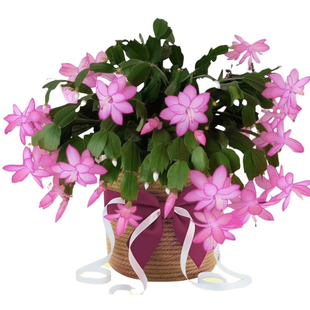 Christmas Cactus Plants Live, Flowering Thanksgiving Cactus with Vibrant Blooms, 4-7'' Tall, Easy-Care Indoor Houseplant (Pink Blooms)
