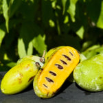 2 Pawpaw Trees Live Dormant, Cold Hardy Paw Paw Fruit Seedlings Bare Root 6-12 Inch Tall, Indoor Outdoor