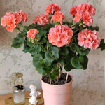 3 Salmon Geranium Plants Live, Live Geranium Plants, 5 to 7 Inches Tall, Geranium Flower Plant, Geranium Live Plants Home Garden Outdoors