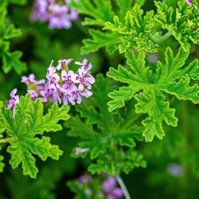 4 Live Citronella Plants, 4 to 6 Inches Long, Citronella Plants Live, Ideal for Outdoor Gardening