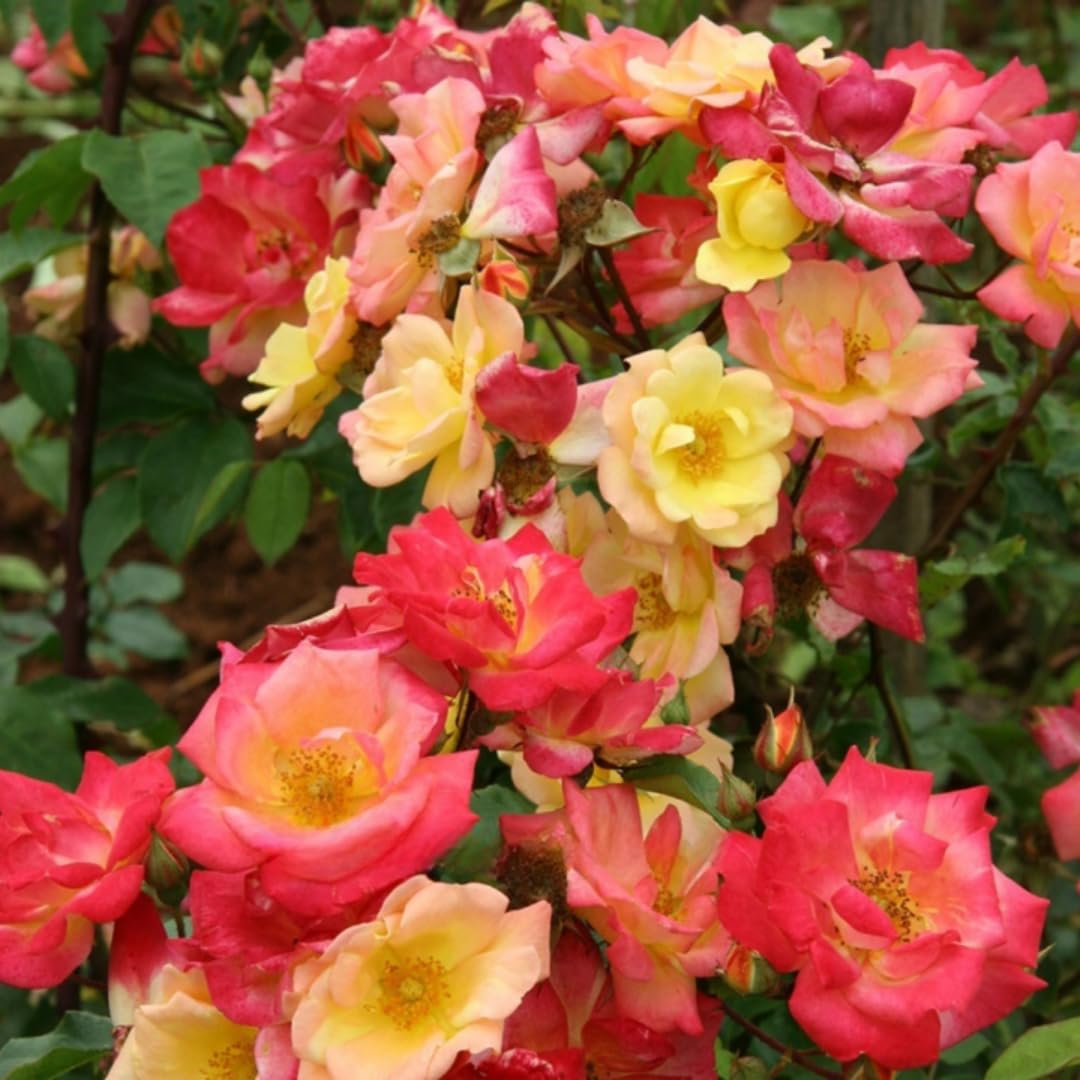 Climbing Roses Live Plants, Rose Bushes Ready to Planting, No Pot, Cut Back, Well Rooted, 6-8 Months Old (Random Single Color)