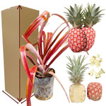 Set of 2 Rare Pineapple Live Plants, 4-6" Tropical Pineapple Plants for Indoor Outdoor Growing, Patio Container Garden, No Pot, Fast-Growing