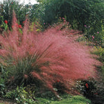 2 Muhly Grass Plants Live, 5-9 Inch Tall Hardy Ornamental Grass Live Plants for Landscaping and Borders (Ruby Muhly Grass)