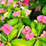 Crown of Thorns Plant Live, Euphorbia Milii Succulent Live Plant, 4-8 Inch Tall Flowering Houseplant with Year-Round Blooms, No Pot (Pink)