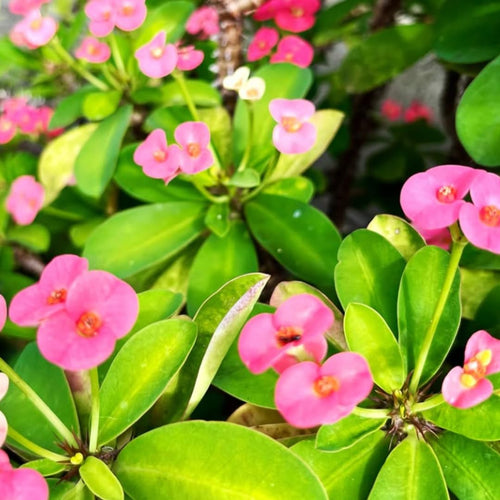 2 Euphorbia Milii Pink Crown of Thorns Plant Live, Cold Hardy Succulent Houseplant 4-7" Tall with Constant Blooms