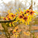 Witch Hazel Live Plants in Quart Pot, 8 Months-Old Witch Hazel Plants for Planting Outdoor, Hardy Flowering Shrubs