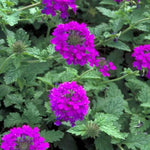 Pack 6 Purple Perennial Verbena Plants, Purple Verbena Live Plants, Verbena Flower Trailing Plants Live for Planting, Purple Verbena Plants in Zones 7 to 11