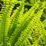 20 Maidenhair Fern Rhizomes for Planting, Fern Live Plants from 4 to 6 Inc Tall