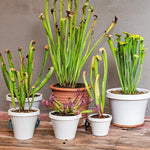 Nepenthes Pitcher Plant Pots Live Plants, Sweet Pitcher Nepenthes for Terrariums Backyard Gardens, Size Starter 8 Months Old for Easy Planting Indoor Outdoor