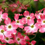 Pack 2 Pink Dogwood Trees for Planting Outdoors, 6 to 12 Inc Tall Pink Flowering Dogwood Trees Live Plants in 2.5" Pot, Cold Hardy, Well Rooted