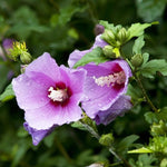 1 Althea Rose of Sharon Bush Live Plant 6-12 Inches Tall, Pink Hibiscus Plant Live Bareroot, Fragrant Rose of Sharon Plant