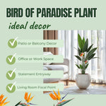 2 Yellow Bird of Paradise Live Plants, Strelitzia Reginae Well-Rooted Tropical Perennial Blooming, 5-9 Inches Houseplant Decor Indoor Outdoor, No Pot