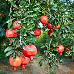 Pomegranate Plant in Half Gallon Pot, 1 Year Old Sweet Pomegranate Plant Live, Hardy, Fruit-Bearing Tree for Garden or Patio