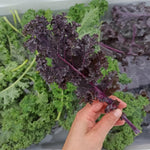 Red Kale Plants Live for Planting, 4 Inch Pot, Vegetable Kale Plants, Easy Care Plant for Outdoor Home Garden