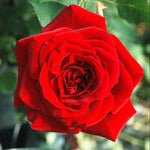 Fragrant Climbing Rose Live Plant, Well Rooted 5-9" Tall, No Leaf, Indoor Outdoor Climber, Rose Bush, Hybrid Tea Rose Like (Don Juan)