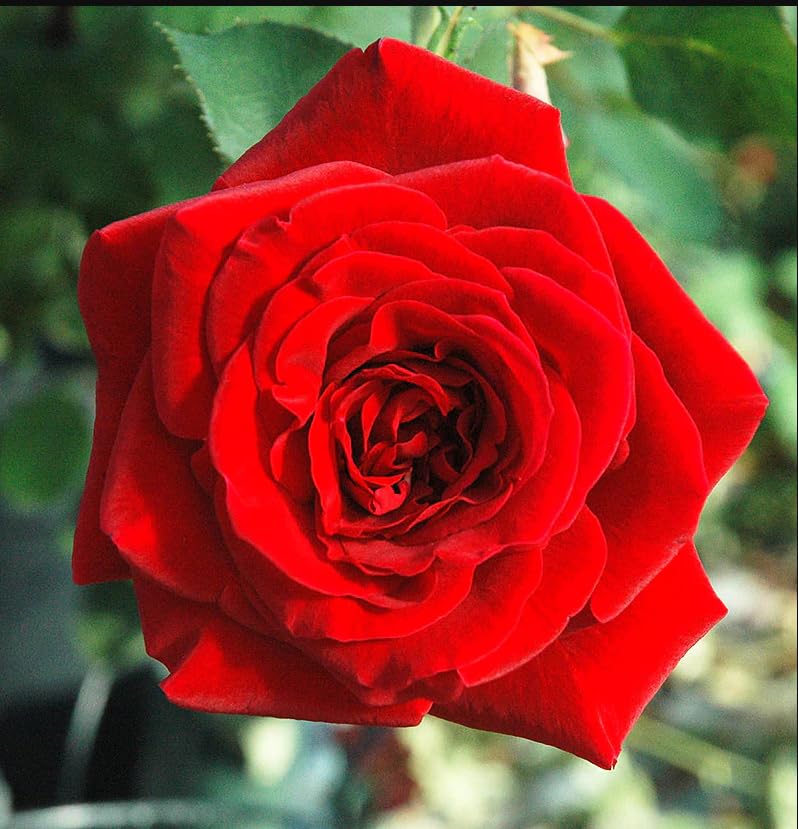Fragrant Climbing Rose Live Plant, Well Rooted 5-9" Tall, No Leaf, Indoor Outdoor Climber, Rose Bush, Hybrid Tea Rose Like (Don Juan)