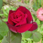 Fragrant Climbing Rose Live Plant, Well Rooted 5-9" Tall, No Leaf, Indoor Outdoor Climber, Rose Bush, Hybrid Tea Rose Like (Velvet Red Black)