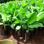 Dwarf Cavendish Banana Plant Tree Live, Cold Hardy 4-7" in Tall, No Pot, Outdoor Spring Planting, Rare and Sweet Banana Plants