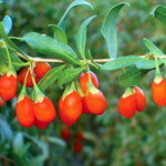 Goji Berry Plant Live, No Pot, 5-9 Inch Tall Cold Hardy Fruit Plant, Red Berry Fruit Tree