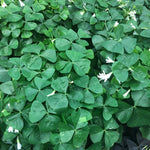 Oxalis Shamrock Plant Live 3-6 Inches Tall, Medium Oxalis Decorative Foliage Plant for Indoor Decor and Shaded Gardens