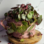 Strawberry Begonia Plant Live, Saxifraga Tricolor Plant, Begonia Live Plant, Variegated Foliage Perennial, 3.25 Inches Pot for Growing