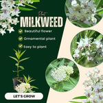 2 Butterfly Milkweed Plants Live, Asclepias Tuberosa Tropical Milkweed Flowers for Butterfly Garden, 4-9" Tall Perennials, No Pot Included (White Milkweed)