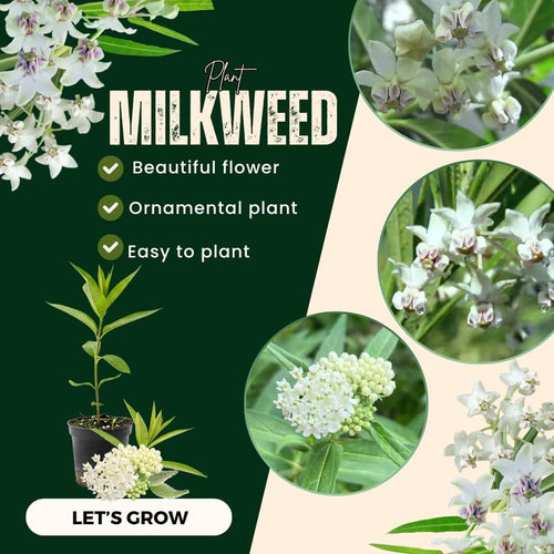 2 Butterfly Milkweed Plants Live, Asclepias Tuberosa Tropical Milkweed Flowers for Butterfly Garden, 4-9" Tall Perennials, No Pot Included (White Milkweed)