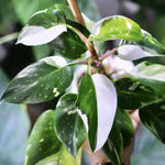 Princess Philodendron Plants Live, 4-9” Tall Rare Indoor Houseplants with Variegated Leaves, Easy Care Tropical Plant, No Pot (White Princess Philodendron Plant)