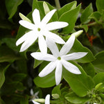 2 White Jasmine Plant Live, Jasmine Flower Plants, 5 to 7 Inc in Height Indoor Outdoor Garden