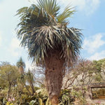 Live Palm Tree Plant in 3 Gallon Pot, No CA, Large Fully Rooted Size, Ready to Plant for Home Décor Indoor Outdoor Landscape, Rare Palm Trees, Old Palm