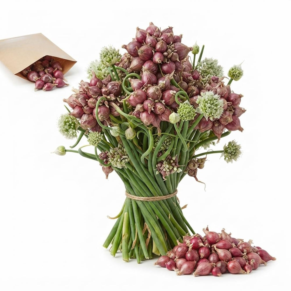 10 Walking Onion Bulbs for Planting, Cold Hardy Walking Onion Bulbs