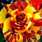 Rare Rose Bush, Rose Plant Live for Planting Indoor Outdoor, 6-10" Tall, Fragrant Flowers Well Rooted Plant (Red Yellow Rose)