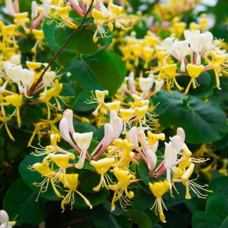 2 Yellow White Honeysuckle Plants Live for Planting, Fragrant Honeysuckle Vine Live Plants, 5-9" Tall, Hardy Perennial Climbing Vine