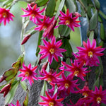 Easter Cactus Live Plant, Vibrant Blooming Cactus for Indoor Outdoor Gardens, 4-8'' Tall, No Pot (Pink Blooms)