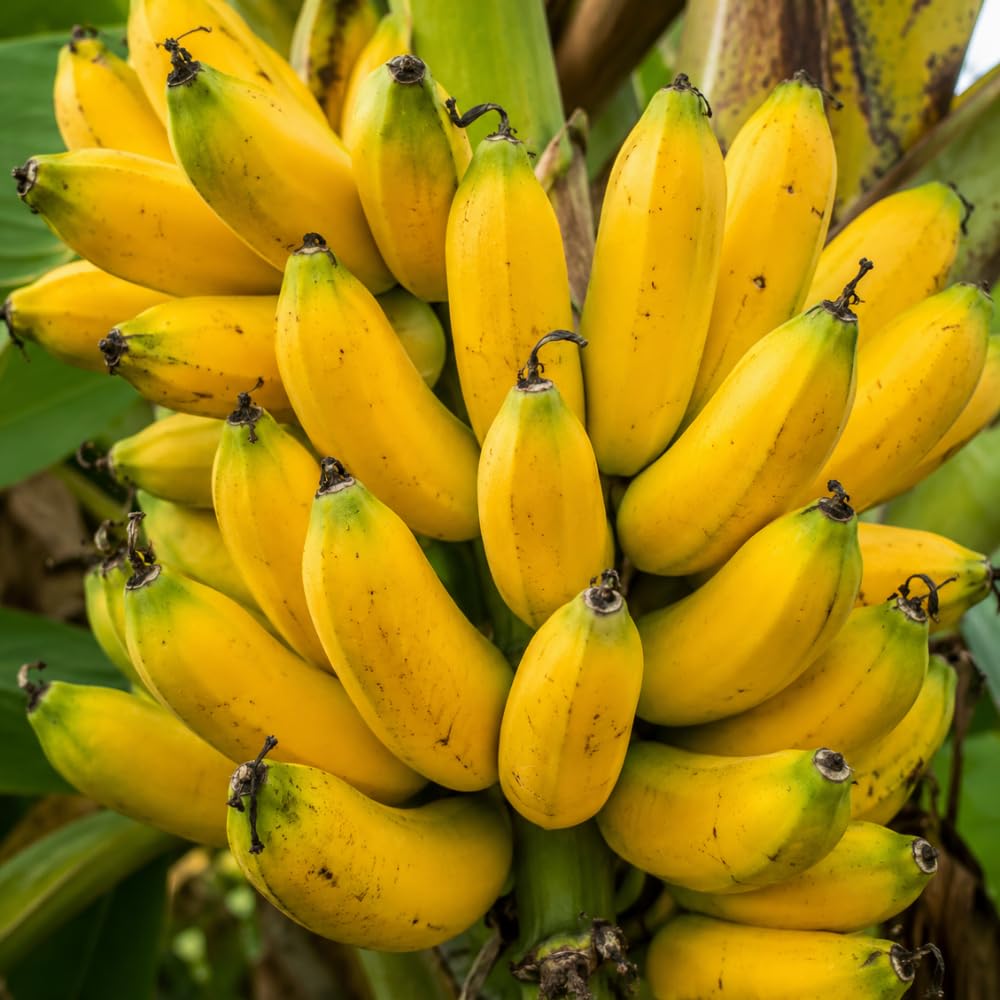3-4 Shoots in 1 Pot Dwarf Cavendish Banana Plant Tree Live, Cold Hardy 5-10" in Tall, Outdoor Spring Planting, Rare and Sweet Banana Plants