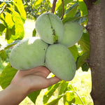 Pawpaw Tree Live Plant in Quart Pot, 6-12 Inches Tall, Hardy Paw Paw Fruit Tree for Planting Outdoors