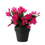 Easter Cactus Live Plant, Vibrant Blooming Cactus for Indoor Outdoor Gardens, 4-8'' Tall, No Pot (Pink Blooms)