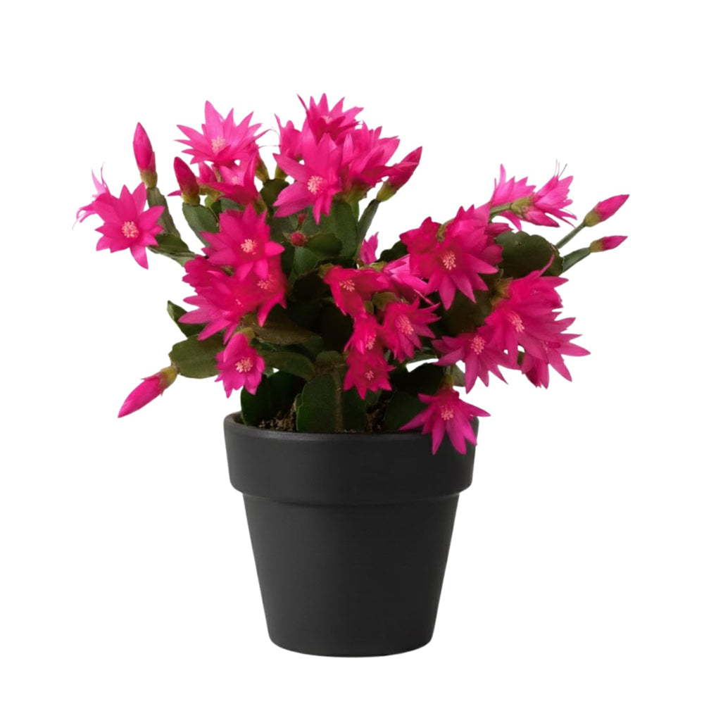 Easter Cactus Live Plant, Vibrant Blooming Cactus for Indoor Outdoor Gardens, 4-8'' Tall, No Pot (Pink Blooms)